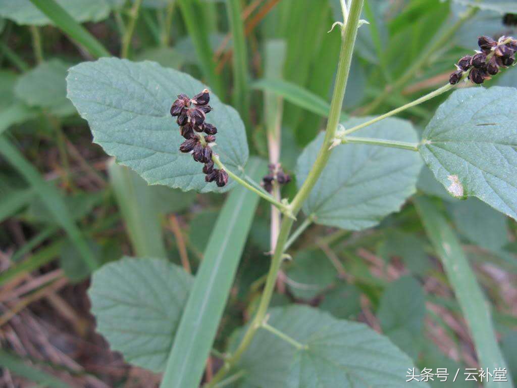 补骨脂的功效及用途禁忌,补骨脂的功效与功能剂量