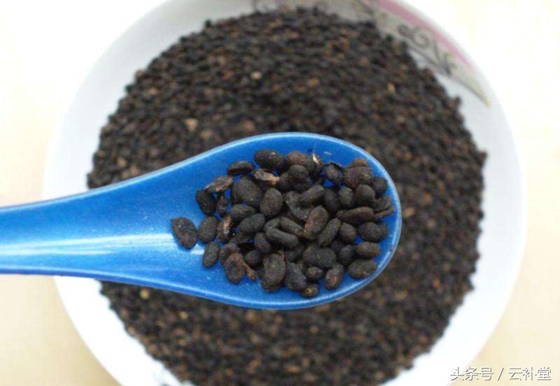 补骨脂的功效及用途禁忌,补骨脂的功效与功能剂量