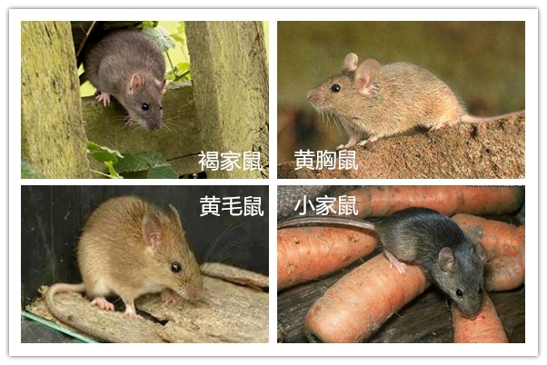 从有害生物的生活习性浅析有机粮食仓储技术
