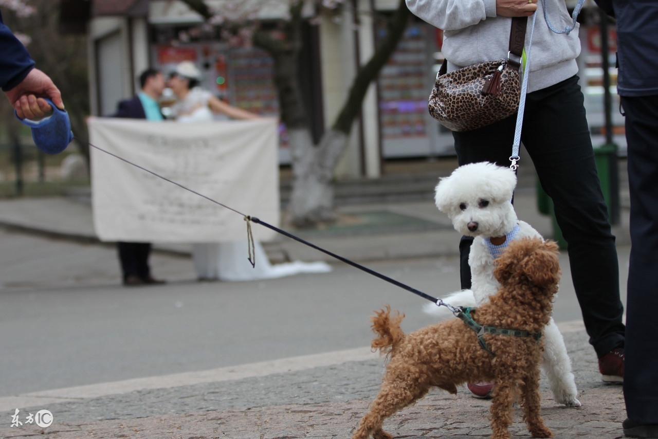 训练狗狗定点排便的正确方法,训犬技巧训狗定点排便