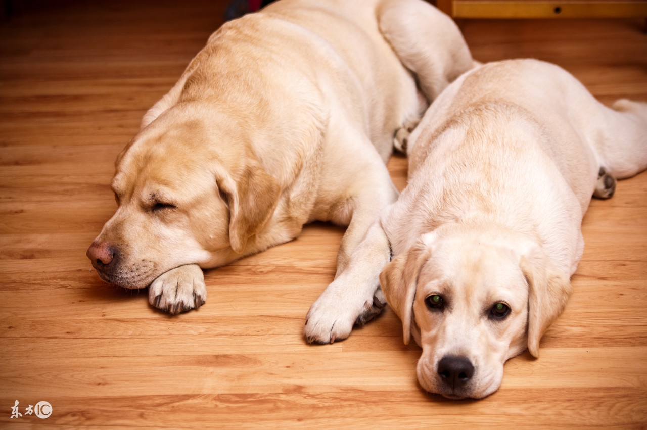 训练狗狗定点排便的正确方法,训犬技巧训狗定点排便