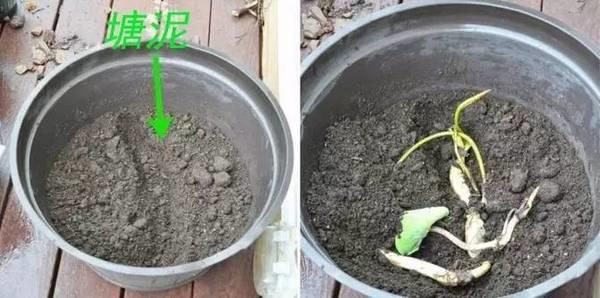 莲藕怎么能养成荷花,莲藕放水里能够长成荷花吗