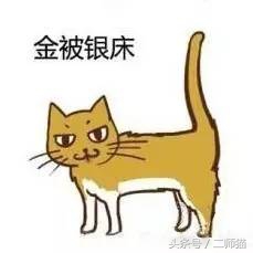 古人怎么给猫取名,猫的古代名字大全