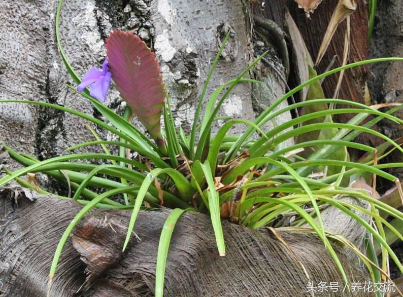 铁兰的养殖方法和注意事项讲解,铁兰花朵变绿救治办法是什么