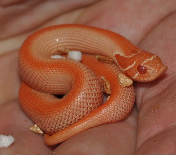 超可爱又奇特的宠物,最让人感到难以理解的奇特宠物