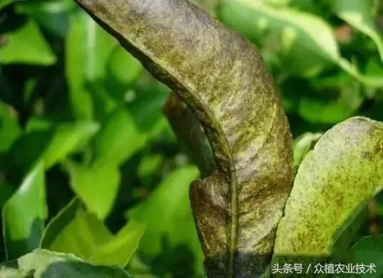 柑橘病虫害蜗牛,柑橘杀锈壁虱蓟马有什么好药