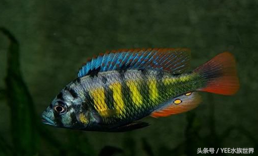 来自非洲三湖的小精灵，各有自己的小秉性