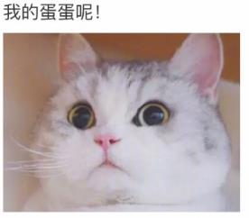 网友家猫主子绝育后的反应，以及绝育准备和护理知识