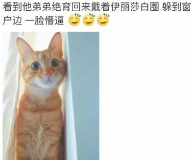 网友家猫主子绝育后的反应，以及绝育准备和护理知识