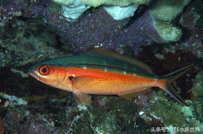 来自非洲三湖的小精灵，各有自己的小秉性