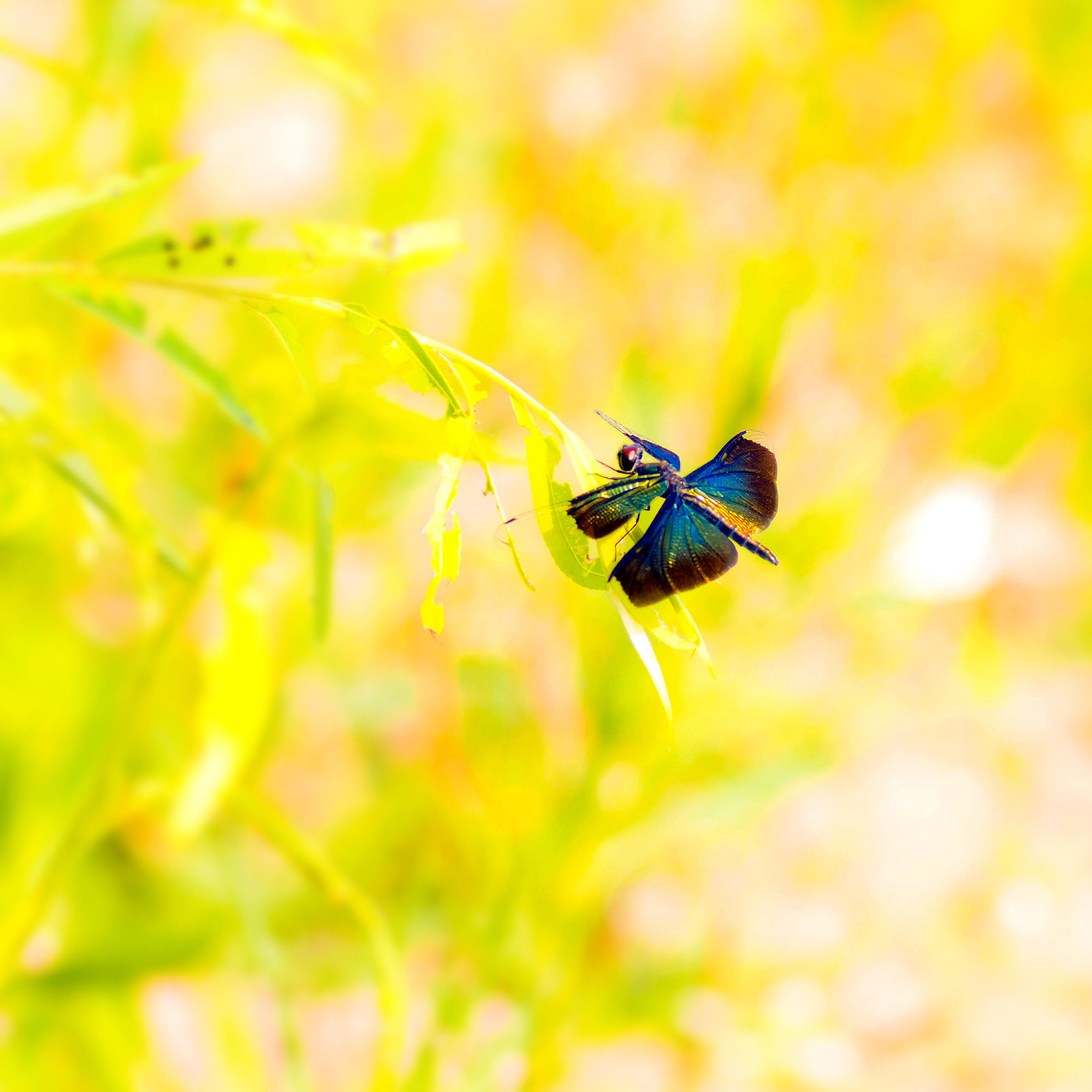 秋风秋雨秋世界—虫虫集