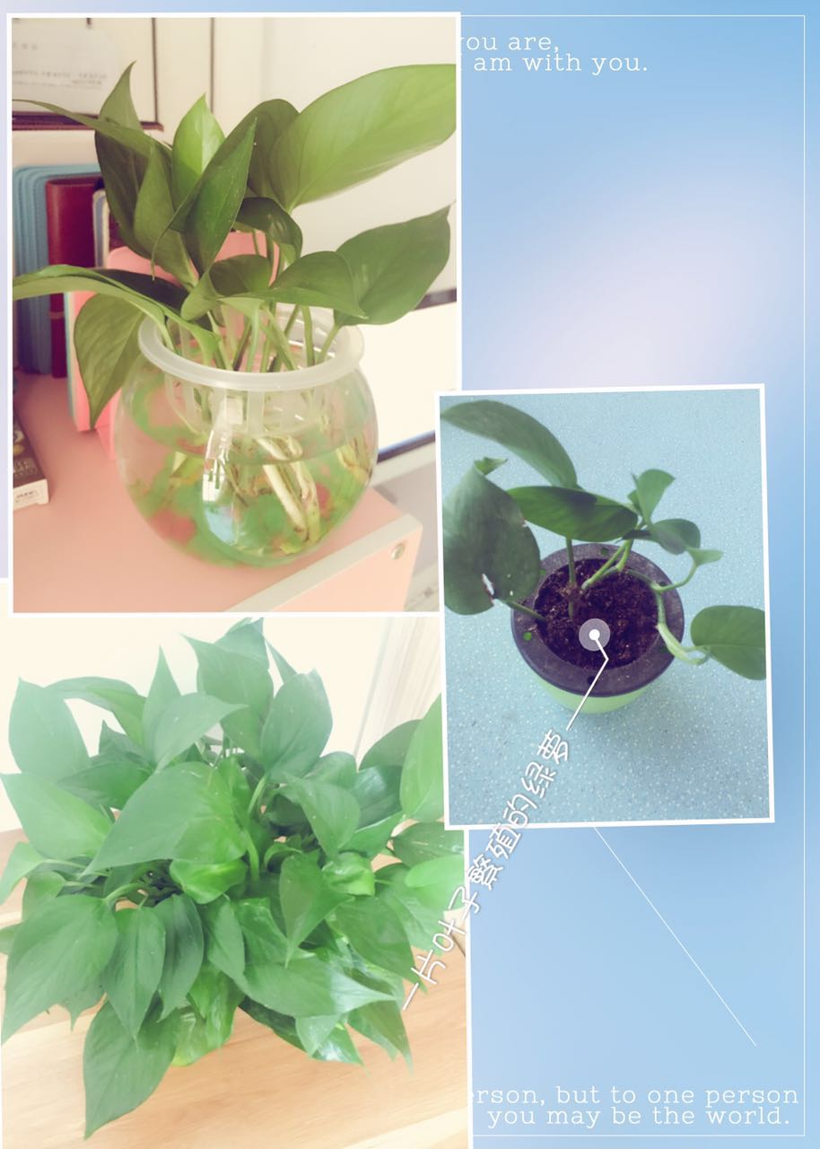 孕期合适室内养的植物,孕妇合适室内养什么绿植