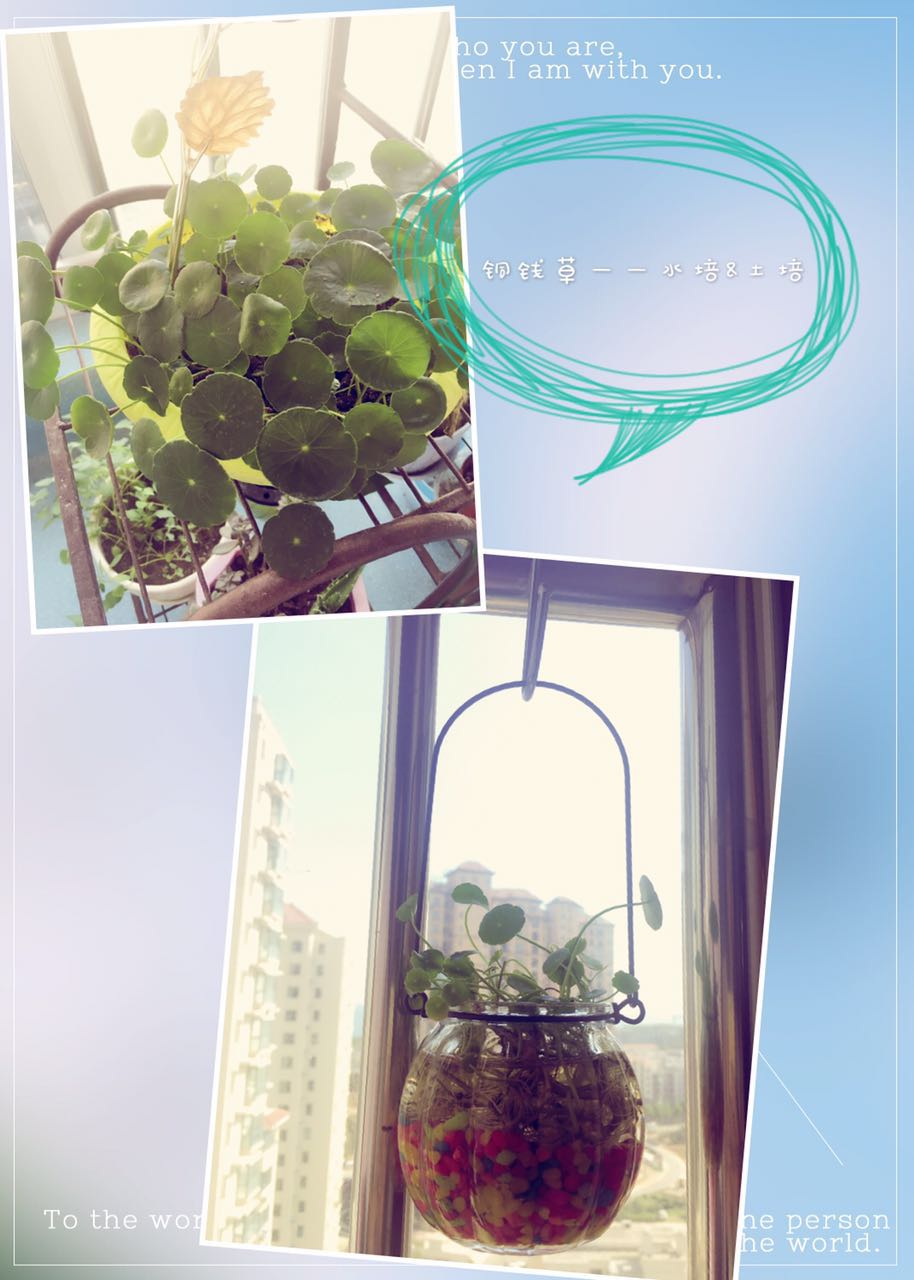 孕期合适室内养的植物,孕妇合适室内养什么绿植