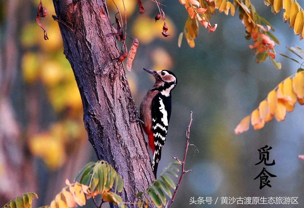 国庆假期去宁夏旅游需要准备什么,国庆宁夏三天两晚旅游攻略
