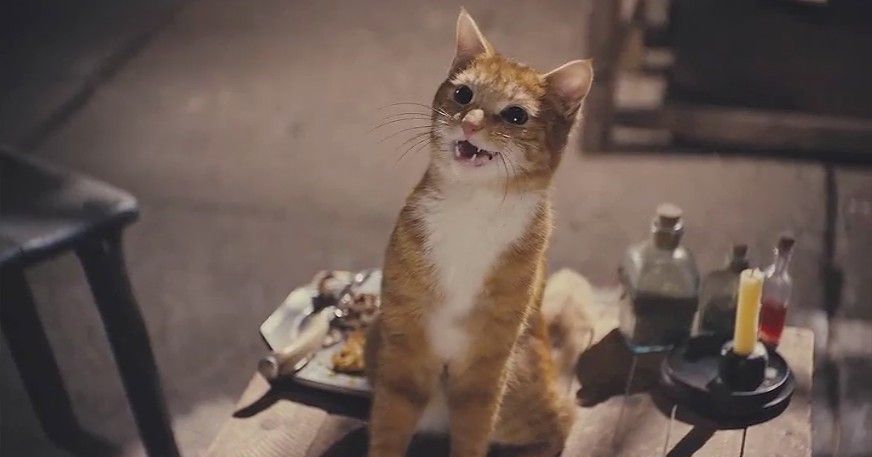 十部顶级喵星人动画片,猫咪动画片视频大全