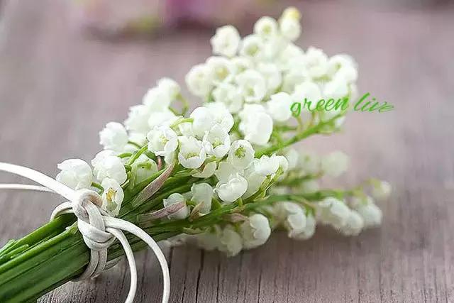 植物如何驱虫比较有效,植物驱虫方法小妙招