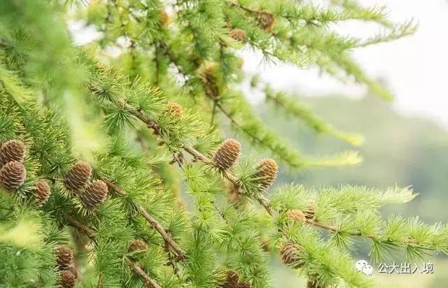 禁止出入境携带的中药材有哪些,各国出入境外币携带规定