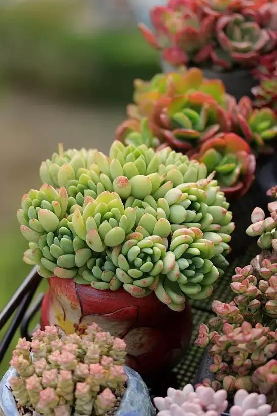 迷人的多肉阳台,韩国主妇阳台