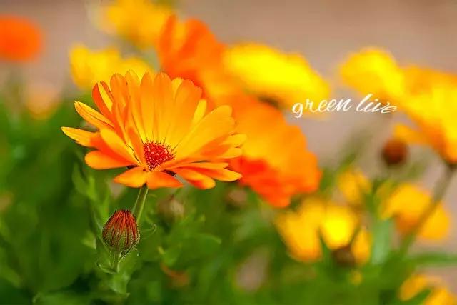 植物如何驱虫比较有效,植物驱虫方法小妙招