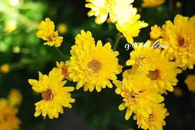 植物如何驱虫比较有效,植物驱虫方法小妙招