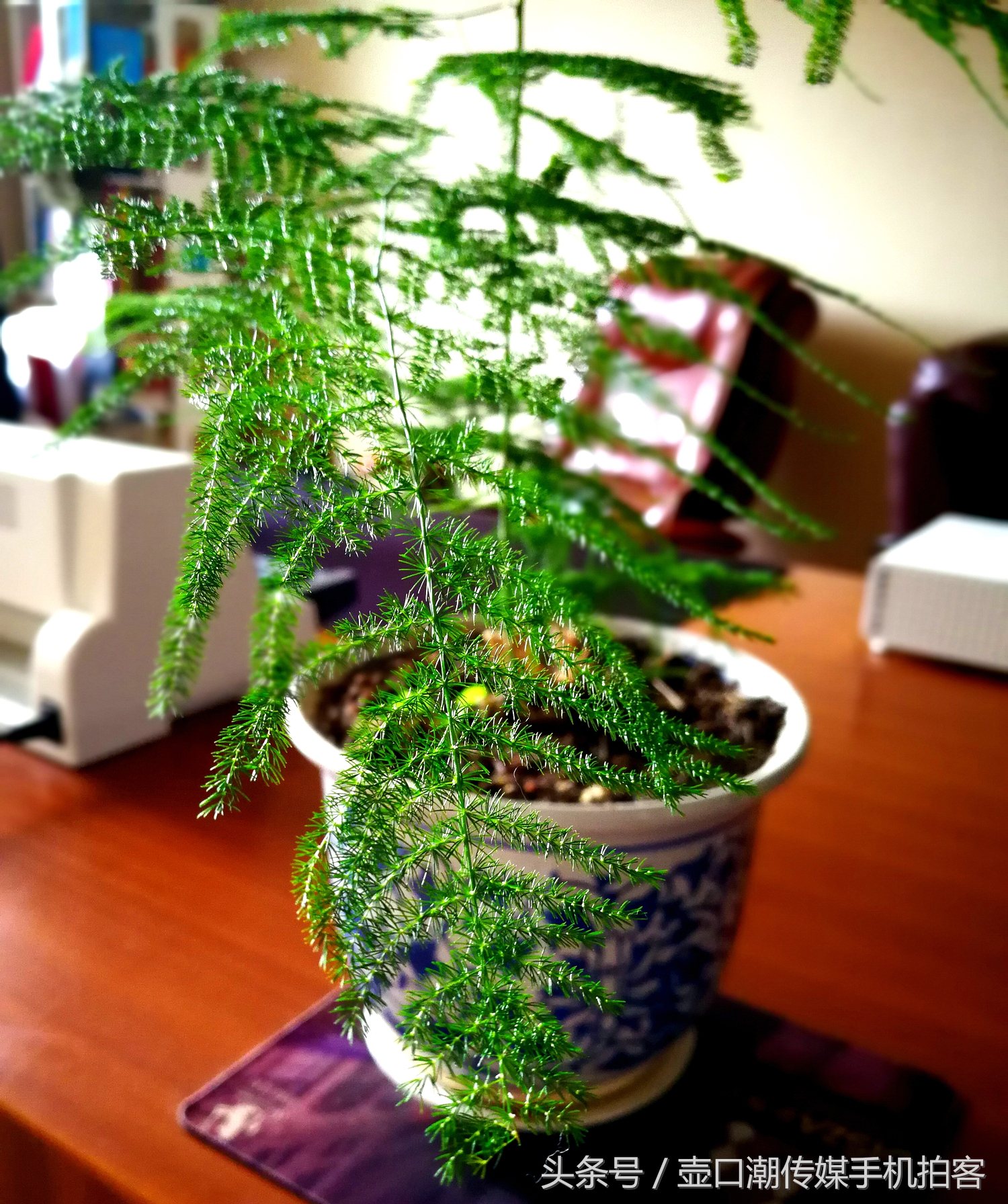 临汾：手机拍拍工作室的花~再好的装修也比不了和大自然和谐相处