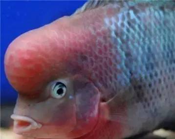 罗汉鱼知识,罗汉鱼的正确分析