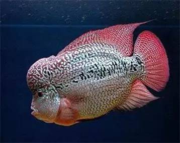 罗汉鱼知识,罗汉鱼的正确分析