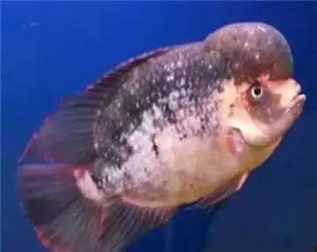 罗汉鱼知识,罗汉鱼的正确分析