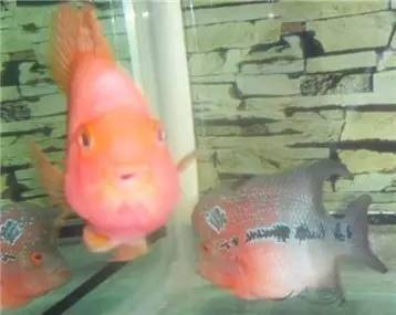 罗汉鱼知识,罗汉鱼的正确分析