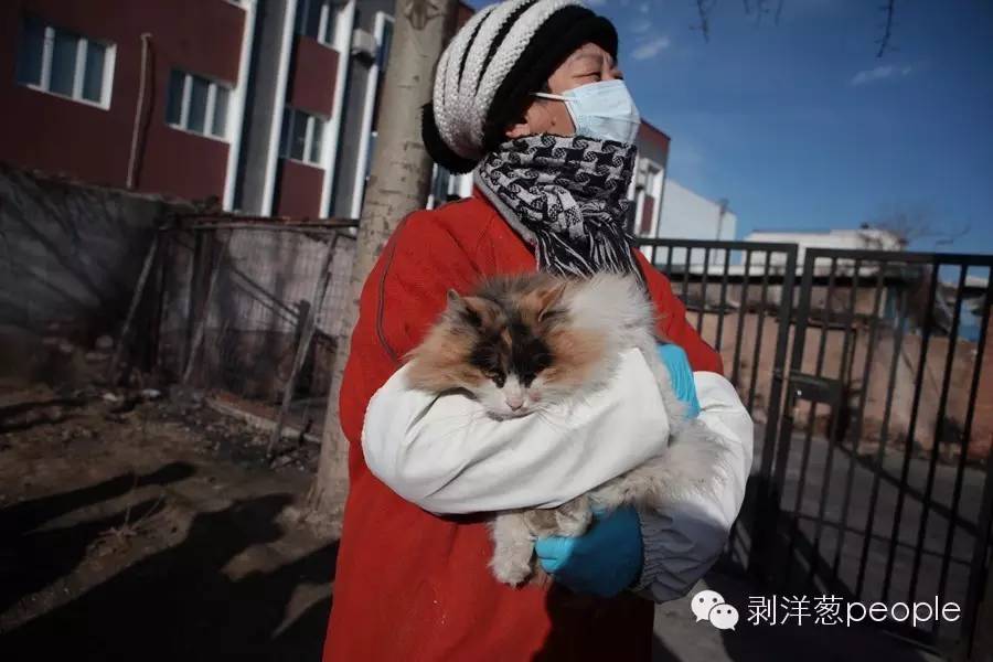 老北京胡同里的猫咪,地坛公园里的流浪猫