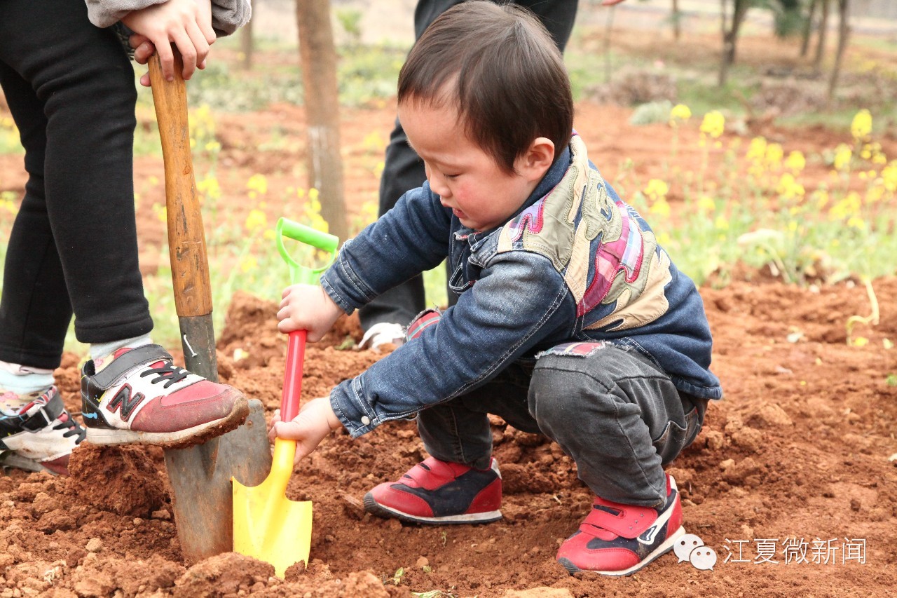 亲子植树活动信息,社区亲子植树活动
