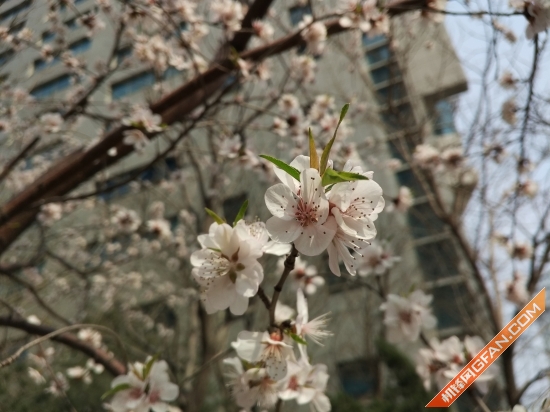 小米4s55寸曲面屏评测,小米4s和其他手机对比