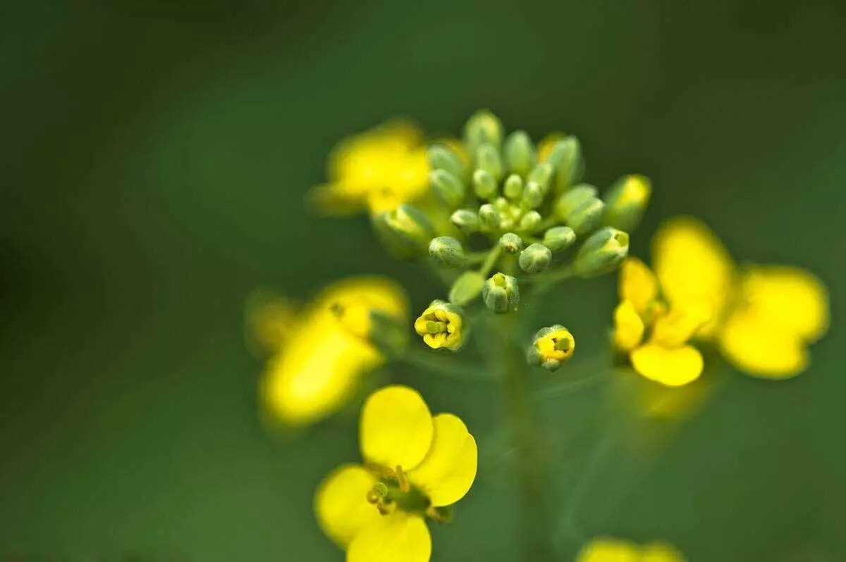 各个国家的国花有什么,各个国家的国花是什么花