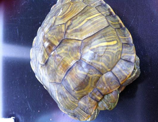 乌龟如何防止冬眠,如何让乌龟安全度过冬眠