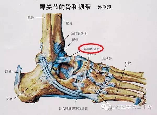 科比季后赛脚踝扭伤,科比髋关节受伤