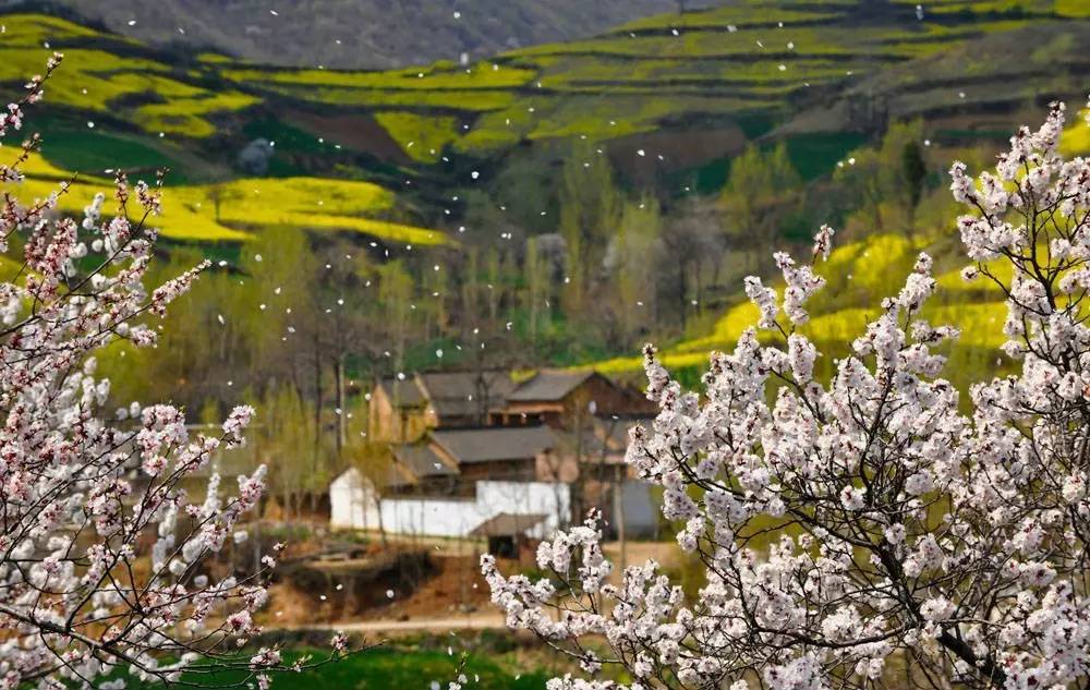 洛阳合适中学生好玩免费景点,洛阳各个景点的介绍