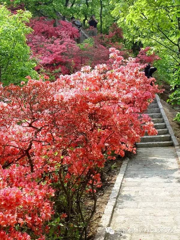 洛阳合适中学生好玩免费景点,洛阳各个景点的介绍