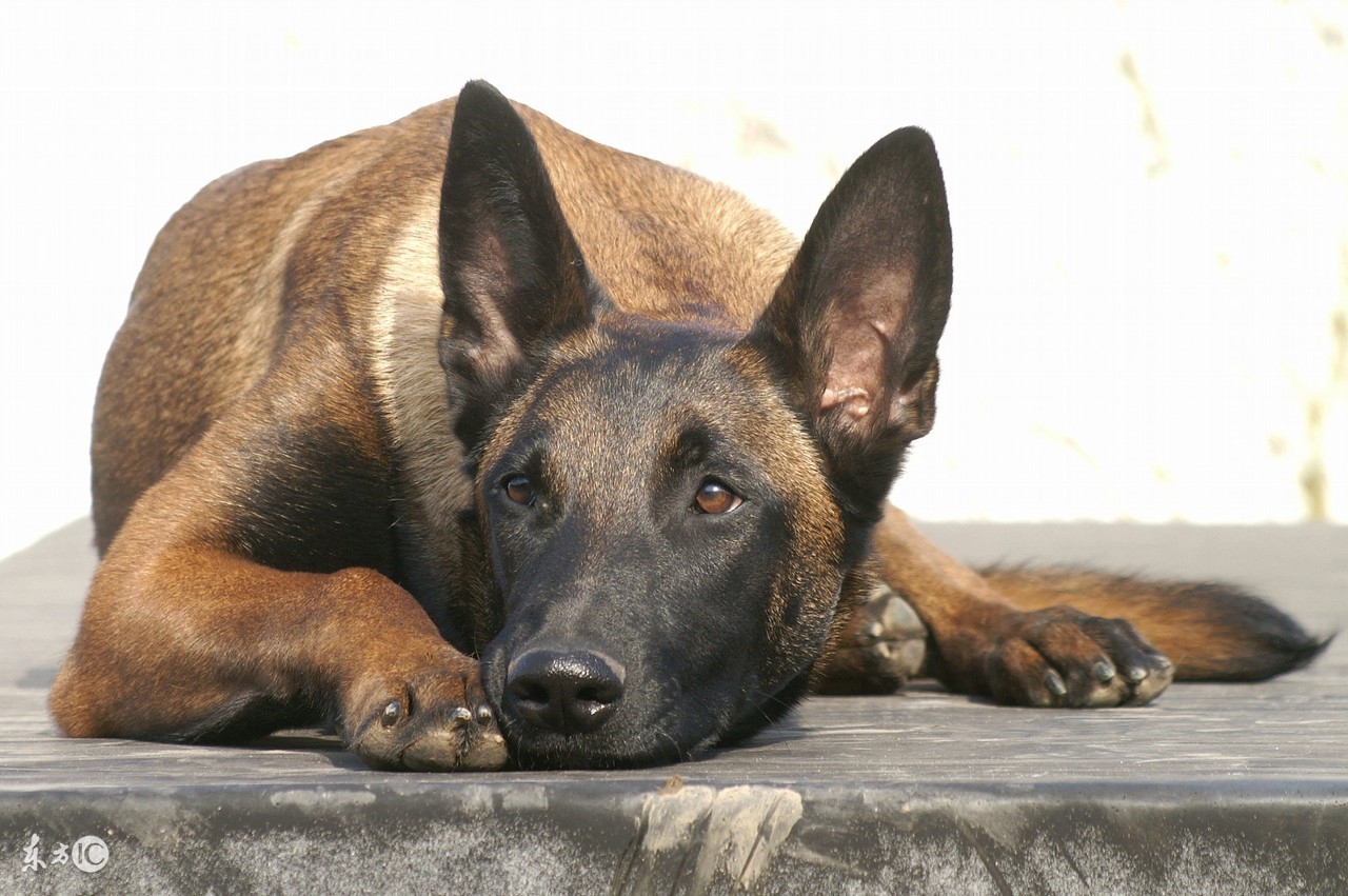 怎样锻炼幼犬的胆量,凉山犬胆量