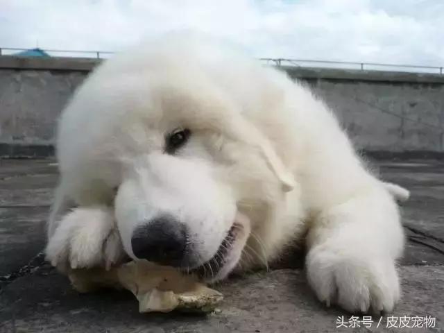 买狗十大骗局揭秘,新手买狗十大忌讳