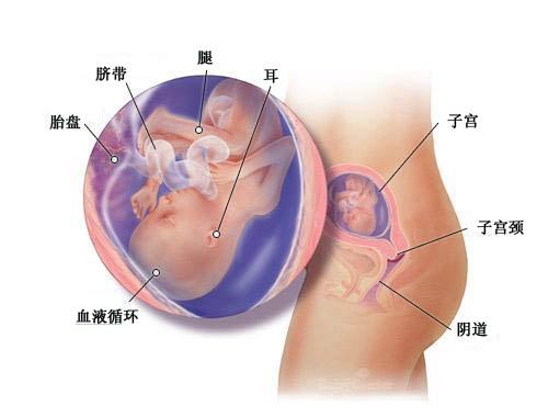 孕期几周开始侧卧睡,16周的孕妇的睡姿怎样才正确