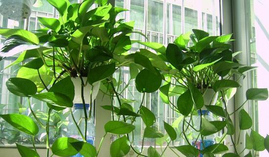 买花时注意2点预防被骗,去花市买花需要注意什么