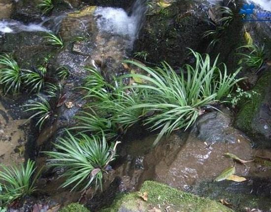 野外小溪边石菖蒲能用作种苗吗,野生石菖蒲浙江哪里有
