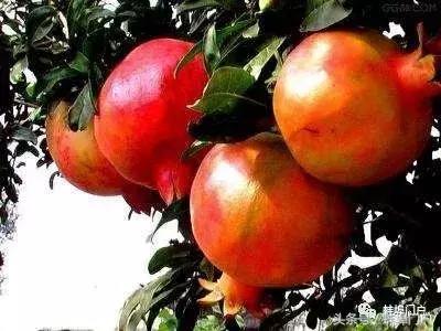 快到中秋了，奉上蚌埠十大特产（合适携带及送人的）