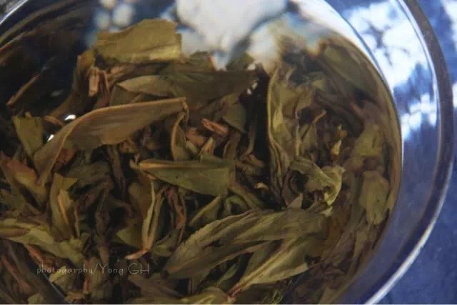 怎么区别金观音和铁观音,铁观音金观音品种