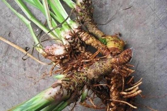 野外小溪边石菖蒲能用作种苗吗,野生石菖蒲浙江哪里有