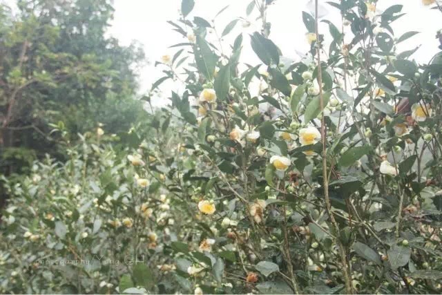 怎么区别金观音和铁观音,铁观音金观音品种