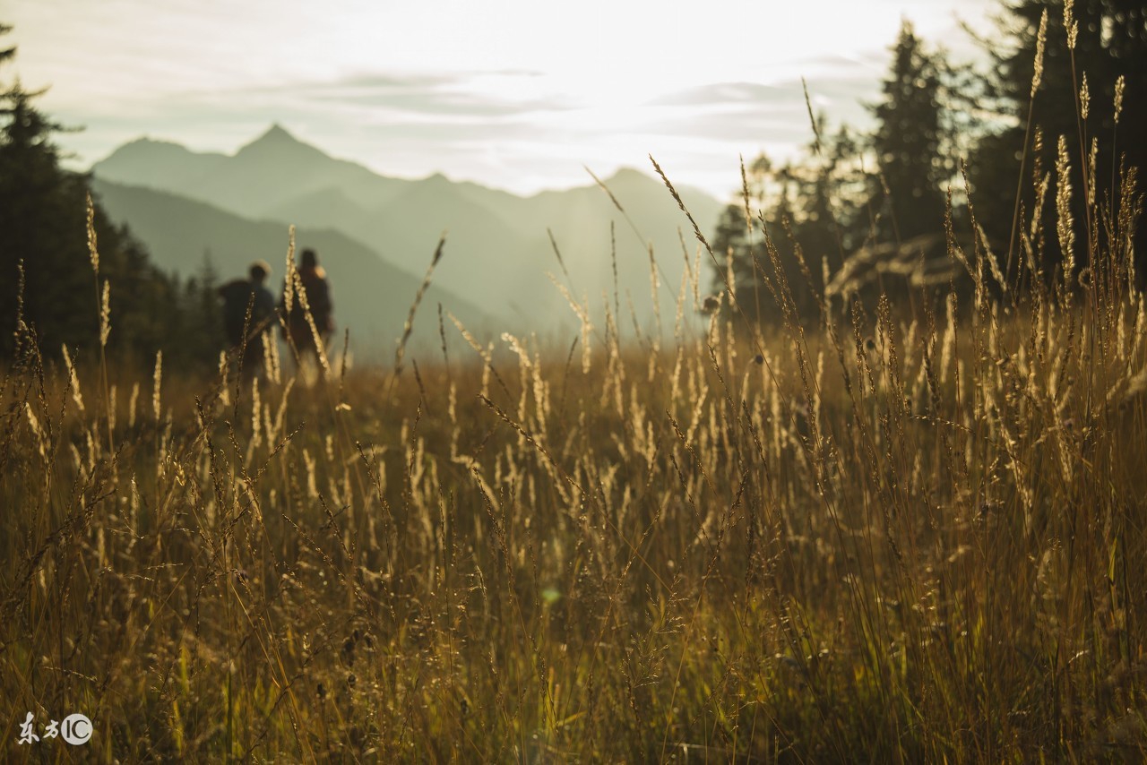 离离原上草儿歌,离离原上草歌曲