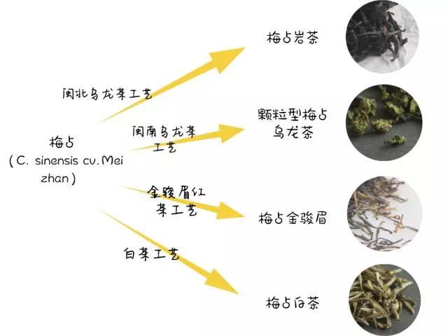 怎么区别金观音和铁观音,铁观音金观音品种