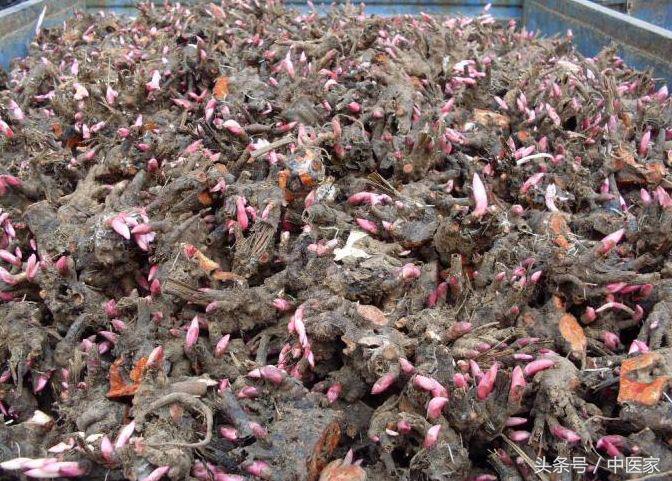 养血柔肝的中药除了白芍还有什么,养血柔肝用白芍还是赤芍