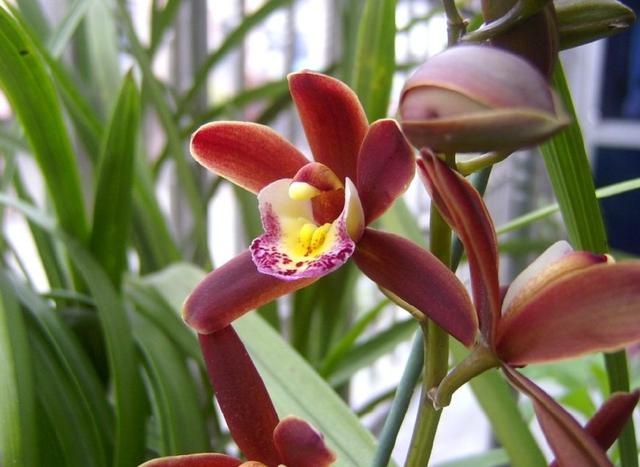 兰花施肥磷酸二氢钾间隔多长时间,兰花施肥是叶面施肥好还是灌根好